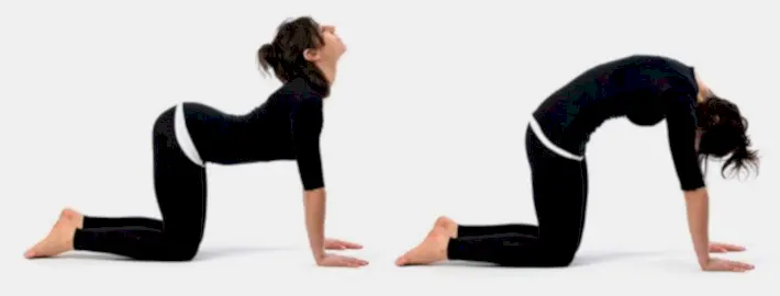 Kedi-Deve Egzersizleri